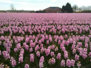 field of pink flowers in the Bulbs and flower region