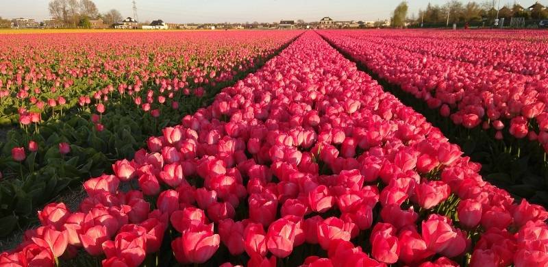 bed of tulips in the Bulb Region, Netherlands